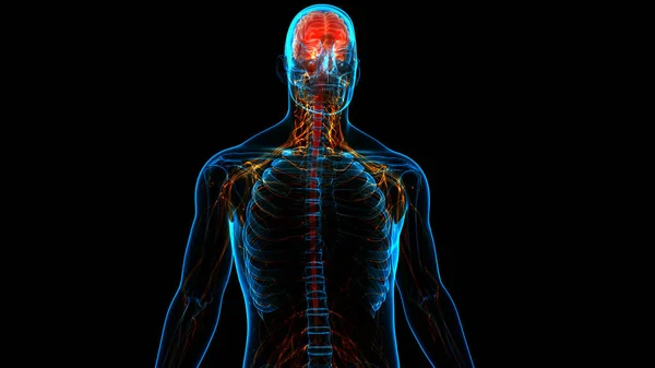 Central organ of Human Nervous System Brain Anatomy. 3D
