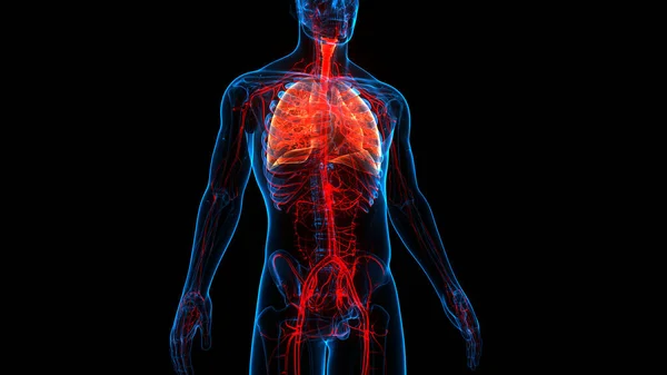Koncepce Plicní Anatomie Lidského Respiračního Systému — Stock fotografie