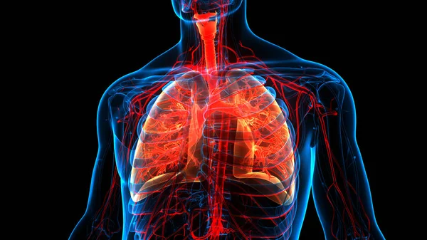 3D  Concept of Human Respiratory System Lungs Anatomy