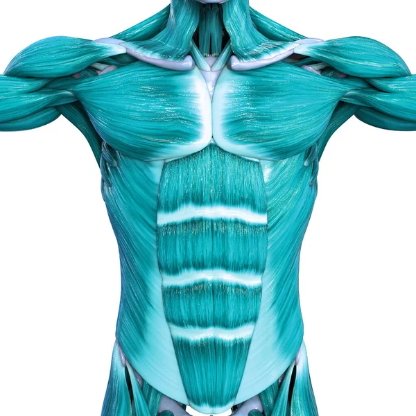Mięśnie Częścią Anatomii Układu Mięśniowego Człowieka — Zdjęcie stockowe