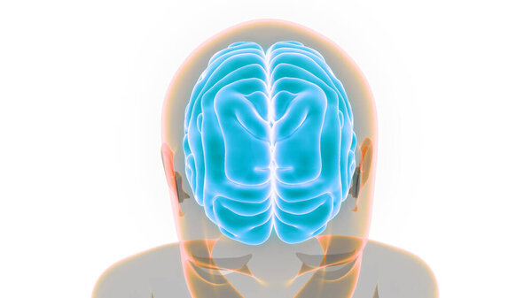 Central organ of Human Nervous System Brain Anatomy. 3D