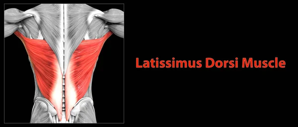 Human Muscular System Torso Muscles Latissimus Dorsi Muscle Anatomy — Stock Photo, Image