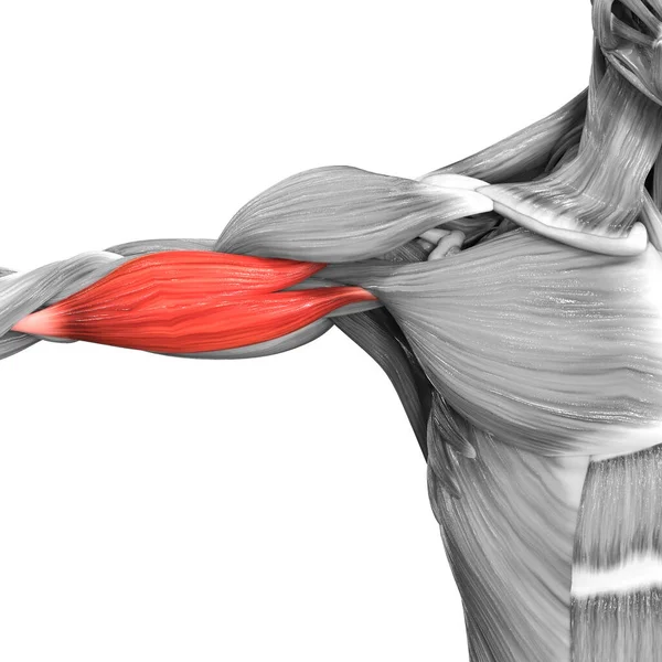 Human Muscular System Arm Muscles Biceps Brachii Anatomy — Stock Photo, Image