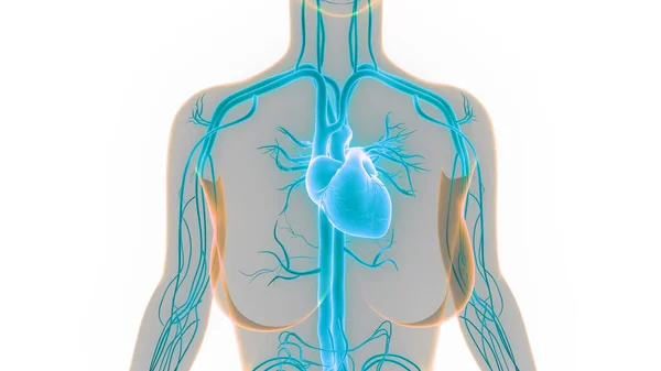 Anatomia Cardiaca Del Sistema Circolatorio Umano — Foto Stock