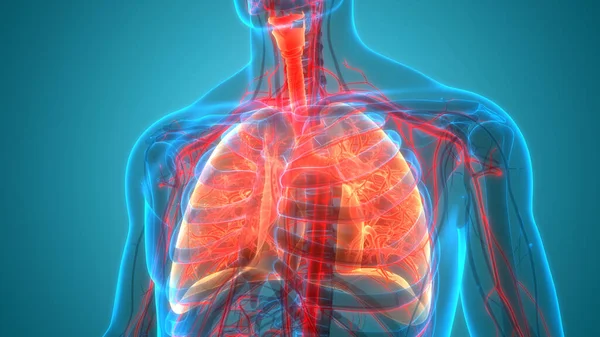 Concetto Anatomia Polmonare Del Sistema Respiratorio Umano — Foto Stock