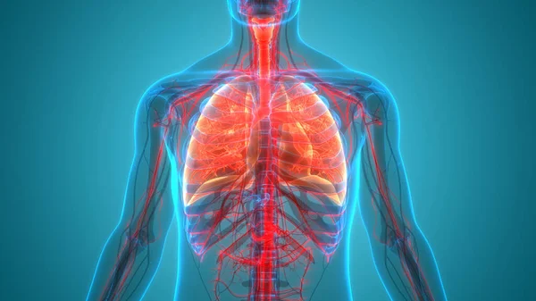 Nsan Solunum Sistemi Anatomisi Nin Boyutlu Kavramı — Stok fotoğraf