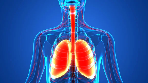 3D  Concept of Human Respiratory System Lungs Anatomy