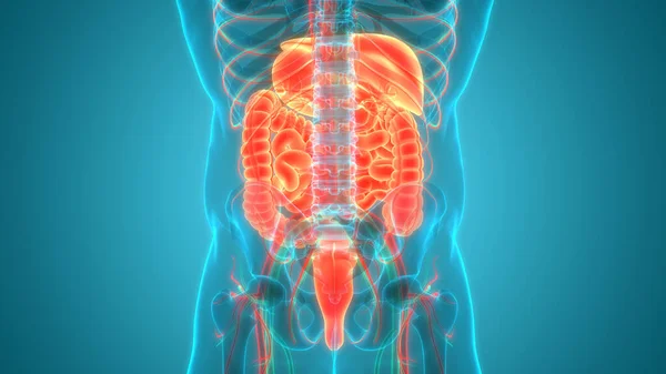 Anatomia Del Sistema Digestivo Umano — Foto Stock