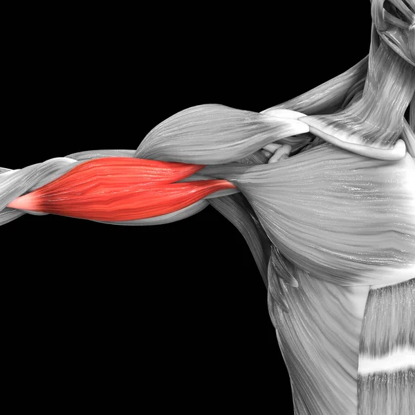 Ανθρώπινο Μυϊκό Σύστημα Βραχίονα Μύες Biceps Brachii Ανατομία — Φωτογραφία Αρχείου