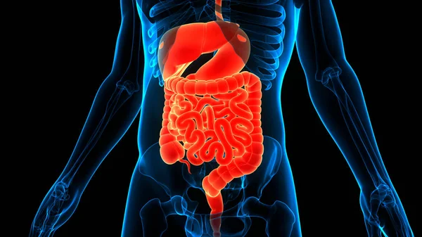 Anatomía Del Sistema Digestivo Humano — Foto de Stock