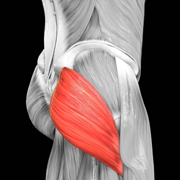 Muskler Människans Muskelsystem Gluteus Maximus Muskelanatomi Tredimensionell — Stockfoto