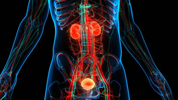 Riñones Del Sistema Urinario Humano Con Anatomía Vesical —  Fotos de Stock