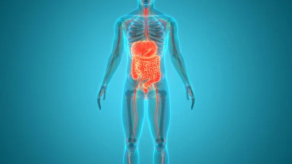 Ludzka Anatomia Układu Pokarmowego — Zdjęcie stockowe