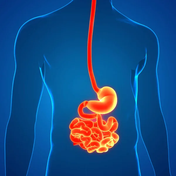 Human Digestive System Stomach Small Intestine Anatomy — стокове фото