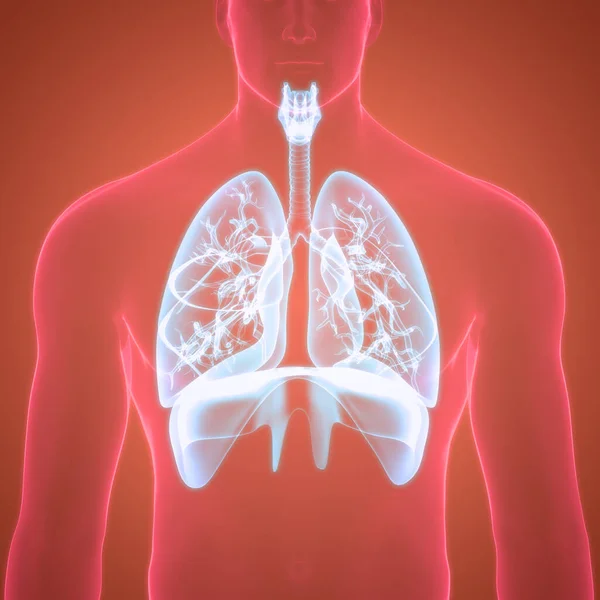 Human Respiratory System Diaphragm Anatomy — Stock Photo, Image
