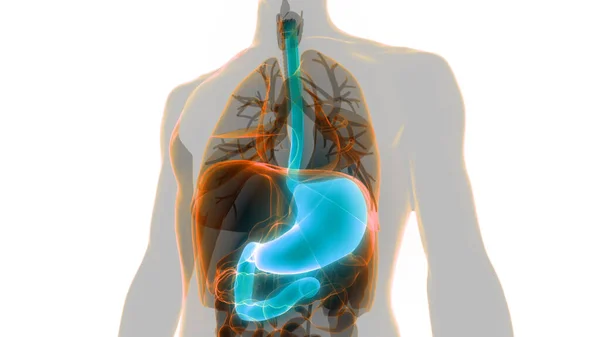 Anatomie Des Menschlichen Verdauungssystems — Stockfoto