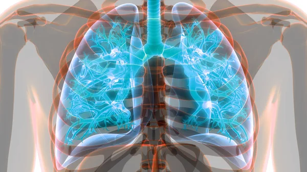 Concept Human Respiratory System Lungs Anatomy — Stock Photo, Image