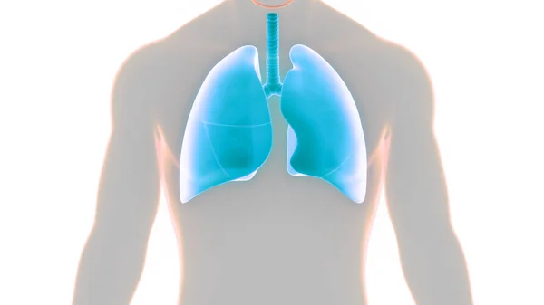 Concepto Anatomía Pulmonar Del Sistema Respiratorio Humano —  Fotos de Stock