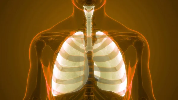 Concetto Anatomia Polmonare Del Sistema Respiratorio Umano — Foto Stock