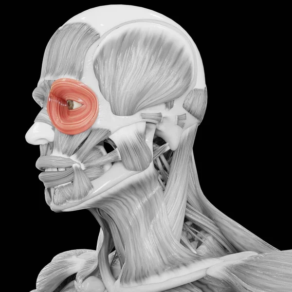 Lidské Tělo Svalový Systém Hlava Svaly Orbicularis Oculi Muscle Anatomy — Stock fotografie