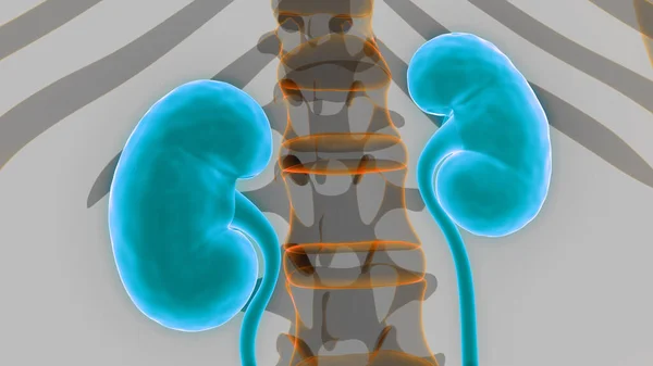 Anatomía Renal Del Sistema Urinario Humano — Foto de Stock