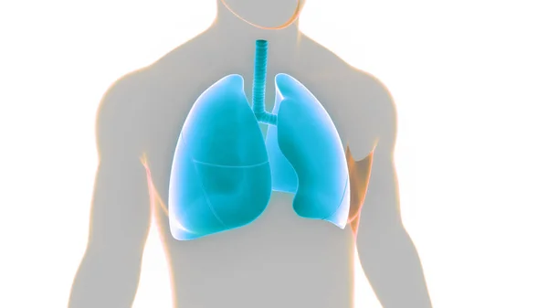 Έννοια Του Ανθρώπινου Αναπνευστικού Συστήματος Πνεύμονες Ανατομία — Φωτογραφία Αρχείου