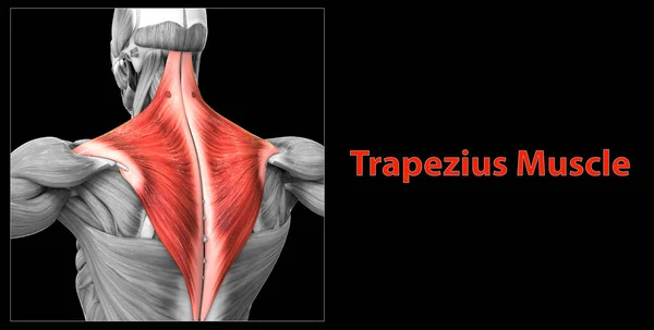 Menselijk Spierstelsel Torso Spieren Trapezius Muscle Anatomy — Stockfoto