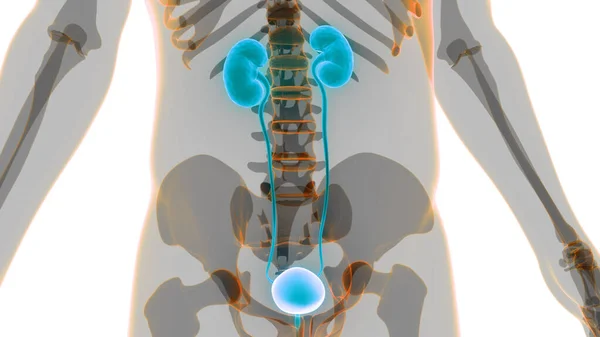 Reni Del Sistema Urinario Umano Con Anatomia Della Vescica — Foto Stock