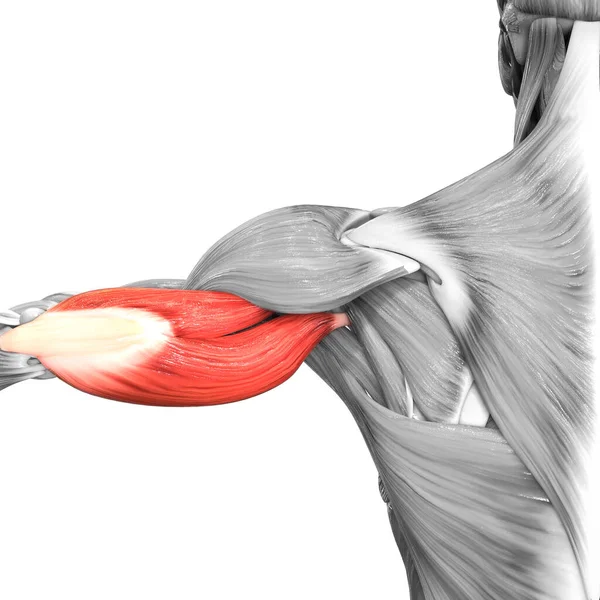 Menselijke Spierstelsel Armspieren Tricep Muscle Anatomy — Stockfoto