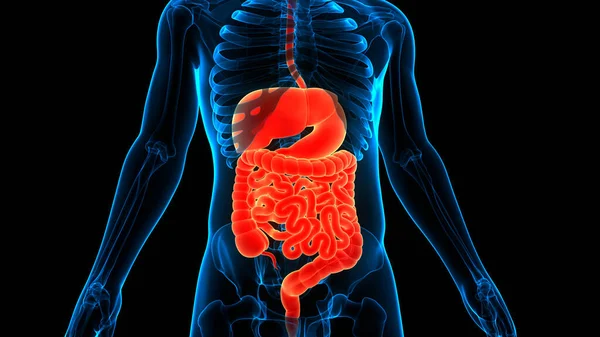 Anatomía Del Sistema Digestivo Humano — Foto de Stock