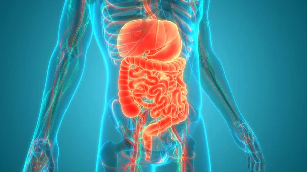 Anatomía Del Sistema Digestivo Humano —  Fotos de Stock