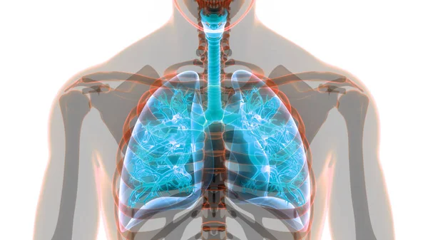 Έννοια Του Ανθρώπινου Αναπνευστικού Συστήματος Πνεύμονες Ανατομία — Φωτογραφία Αρχείου