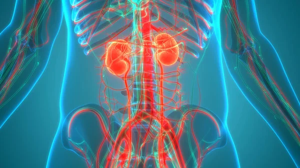 人类泌尿系统肾解剖 — 图库照片
