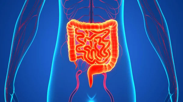 Estômago Sistema Digestivo Humano Com Pequena Anatomia Intestinal — Fotografia de Stock