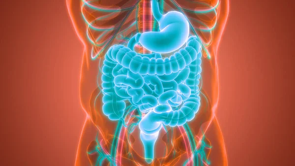 小腸解剖学を用いたヒト消化器系胃 — ストック写真