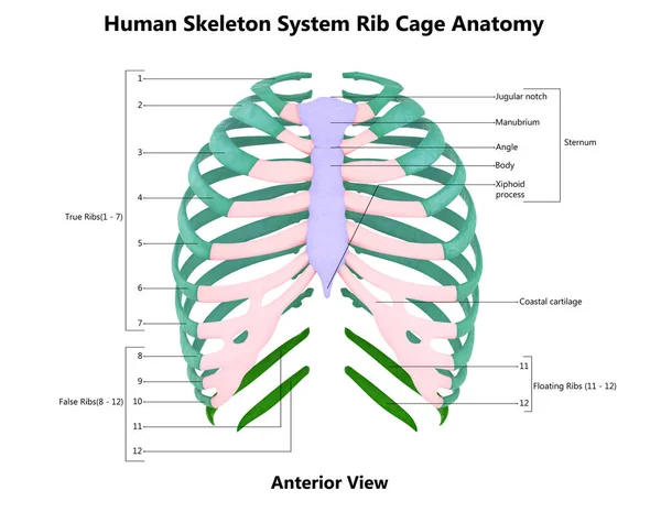 Human Skeleton System Rib Cage Bone Parts Described Labels Anatomy — Stock fotografie
