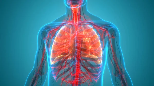 Концепция Анатомии Легких Дыхательной Системы Человека — стоковое фото