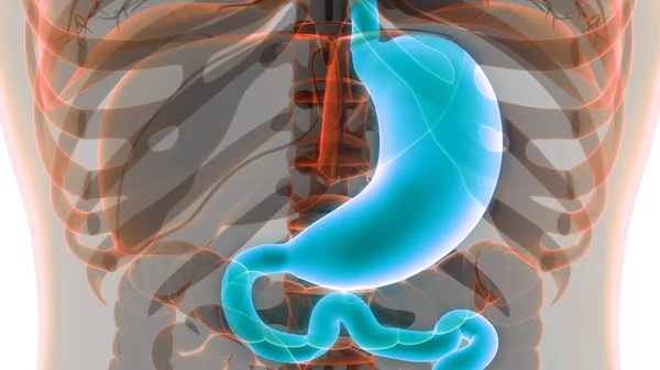 Anatomie Van Het Spijsverteringsstelsel — Stockfoto