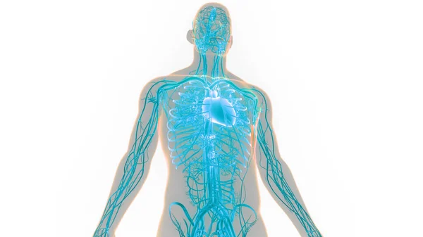 Système Circulatoire Humain Anatomie Cardiaque — Photo