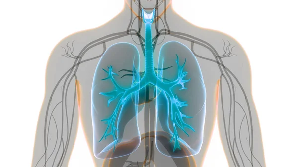 Concepto Anatomía Pulmonar Del Sistema Respiratorio Humano — Foto de Stock