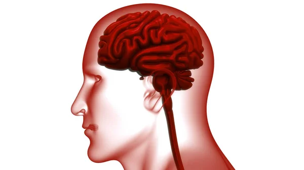 해부학 Brain Anatomy 신경계의 일종이다 — 스톡 사진