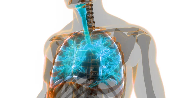Sistema respiratorio humano images vectorielles, Sistema respiratorio  humano vecteurs libres de droits
