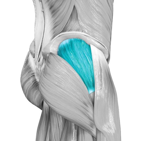 Sistema Muscolare Umano Muscoli Delle Gambe Anatomia Del Muscolo Del — Foto Stock