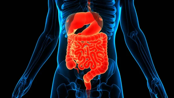 Anatomía Del Sistema Digestivo Humano — Foto de Stock