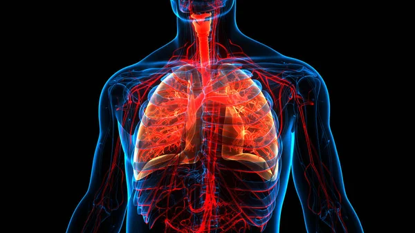 Konzept Der Lungen Des Menschlichen Atemsystems Anatomie — Stockfoto