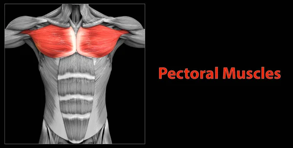 Human Muscular System Torso Muscles Pectoral Muscles Anatomy — Stock Photo, Image