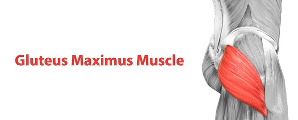 Human Muscular System Leg Muscles Gluteus Maximus Muscle Anatomy — Stock Photo, Image