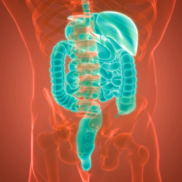 Estômago Sistema Digestivo Humano Com Pequena Anatomia Intestinal — Fotografia de Stock