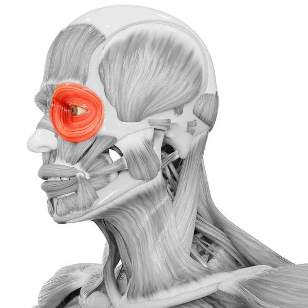 Muskler Människans Kropp Muskler Orbicularis Oculi Muskler Anatomi Tredimensionell — Stockfoto