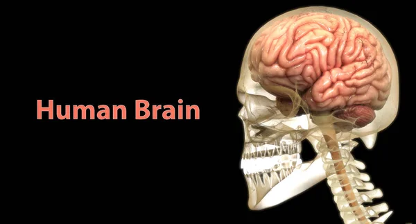 해부학 Brain Anatomy 신경계의 일종이다 — 스톡 사진